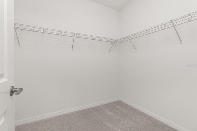 spacious closet featuring carpet