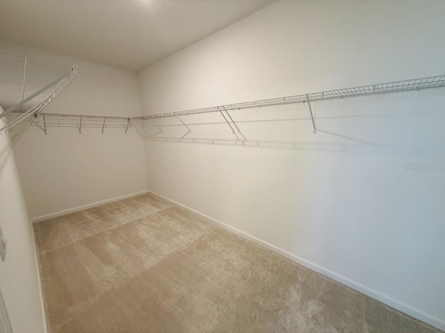 spacious closet featuring carpet flooring