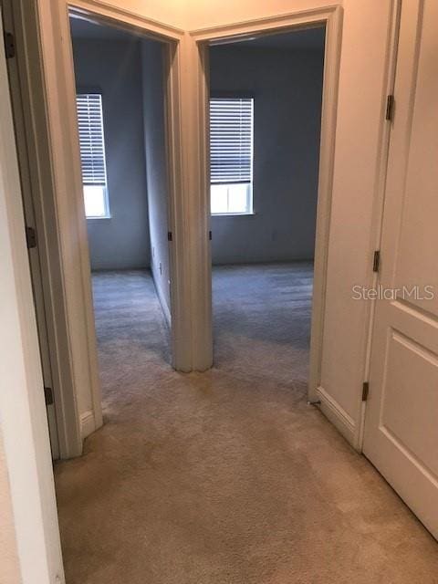 hallway featuring a wealth of natural light and light carpet