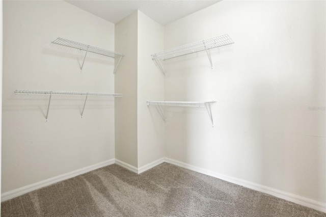 walk in closet with carpet