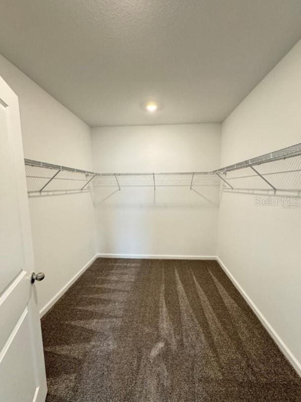 walk in closet featuring carpet floors