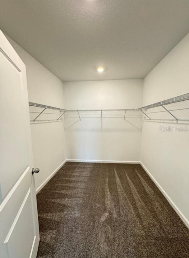 spacious closet featuring carpet floors