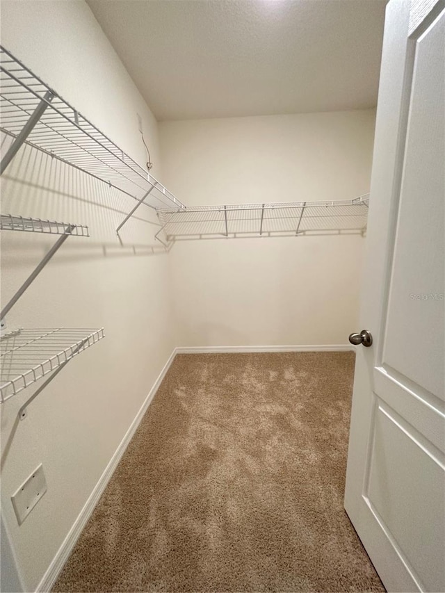 spacious closet featuring carpet flooring