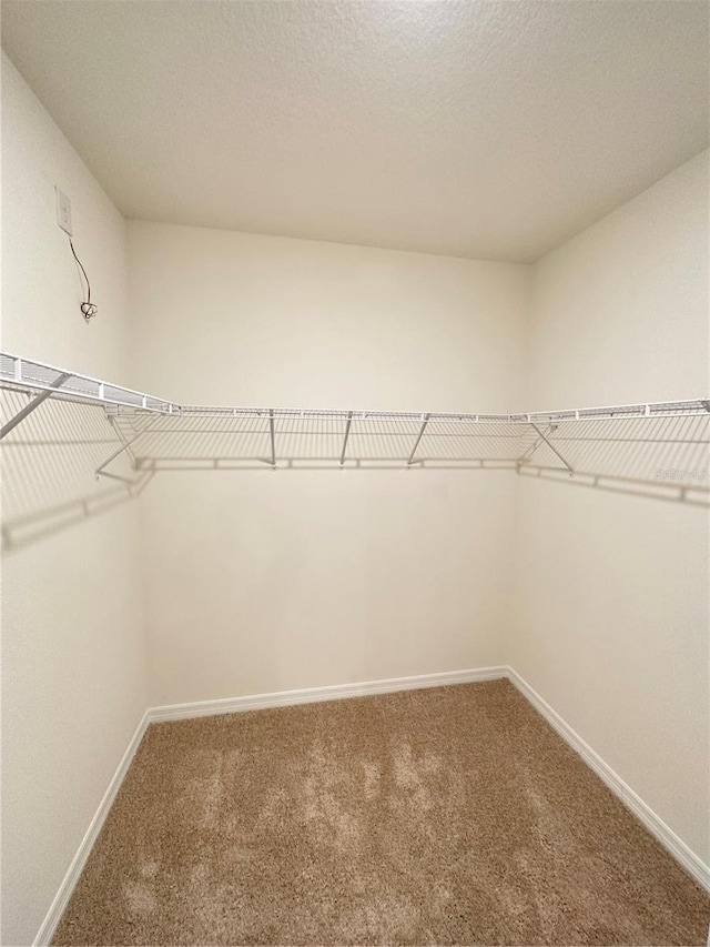 walk in closet with carpet floors