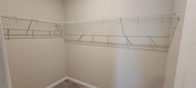 spacious closet featuring carpet