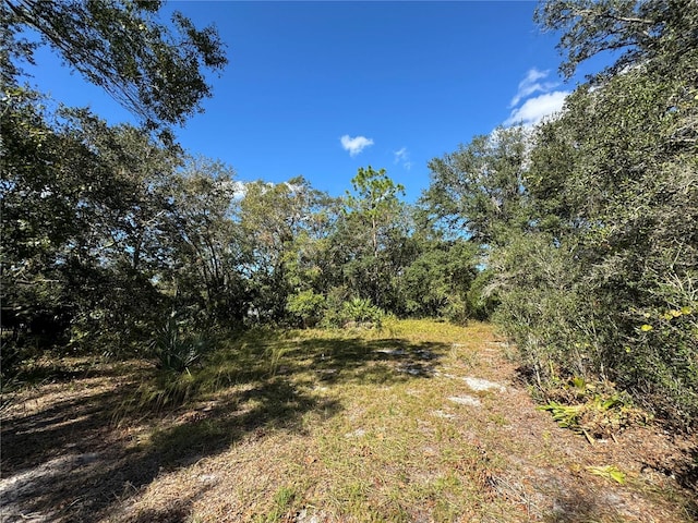 view of local wilderness