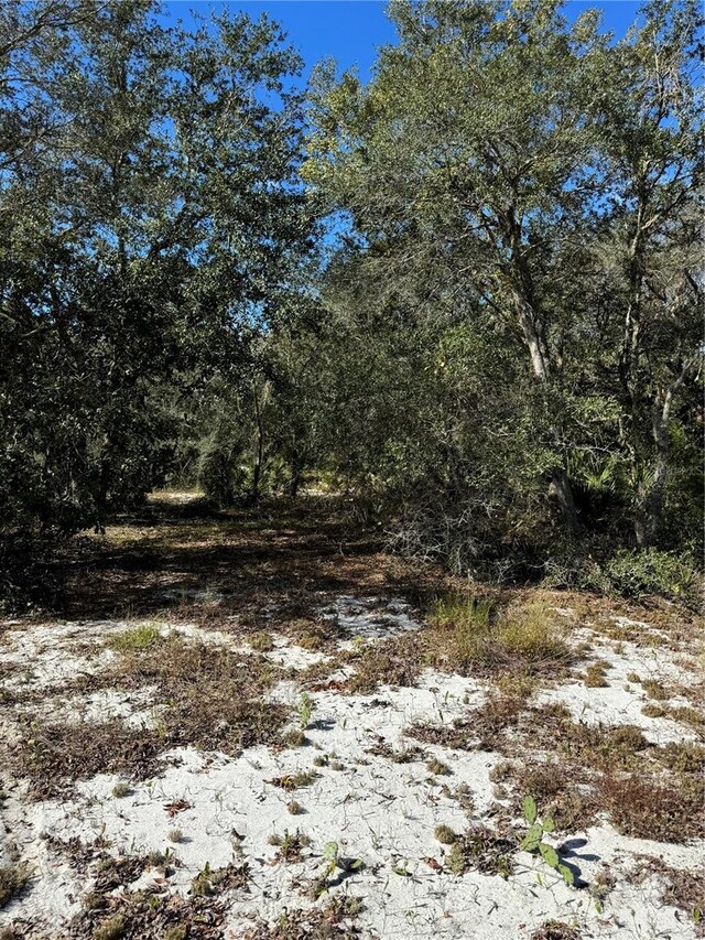 view of local wilderness