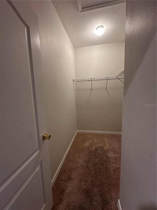 spacious closet featuring carpet