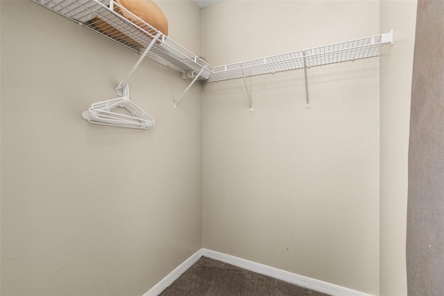 spacious closet featuring carpet