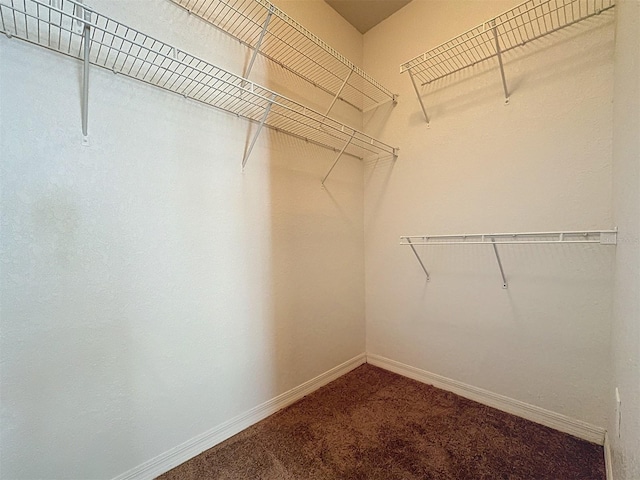 spacious closet featuring carpet