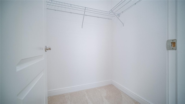 spacious closet featuring carpet floors