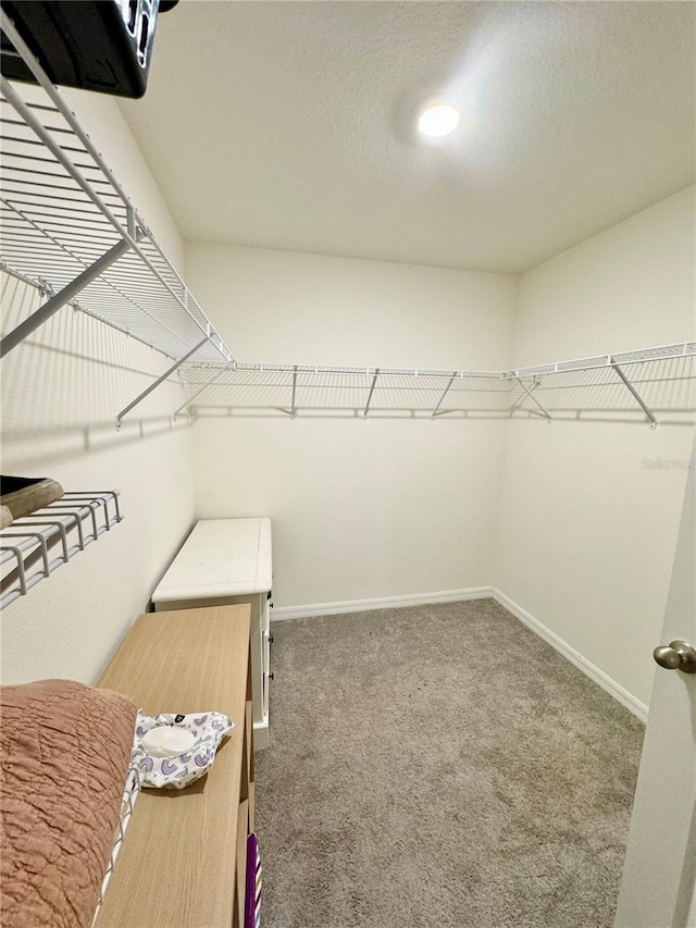 walk in closet featuring carpet floors