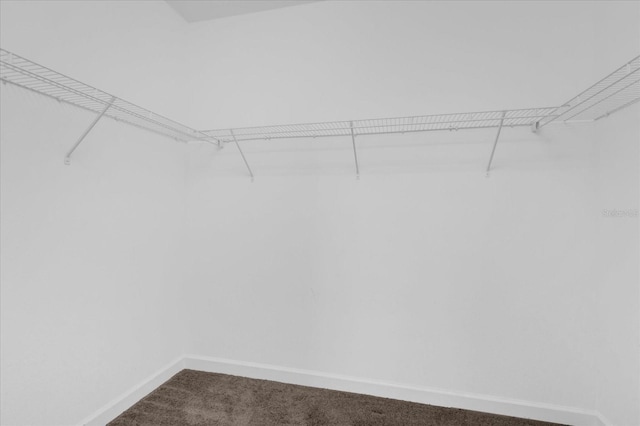 spacious closet with carpet flooring