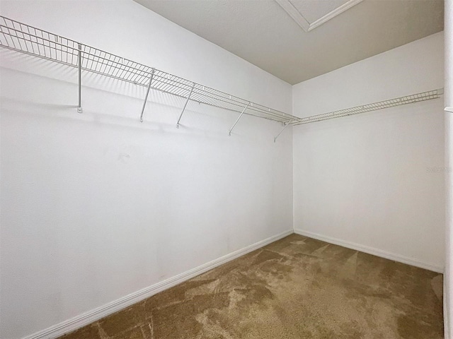 walk in closet featuring carpet floors