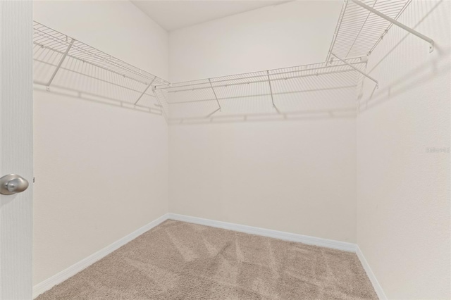 spacious closet with carpet