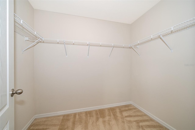 walk in closet with carpet flooring