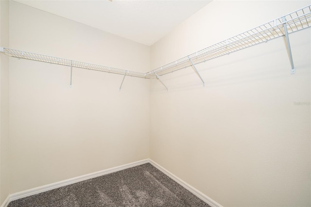 walk in closet featuring carpet