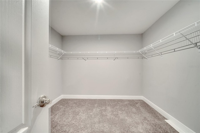 walk in closet with carpet floors