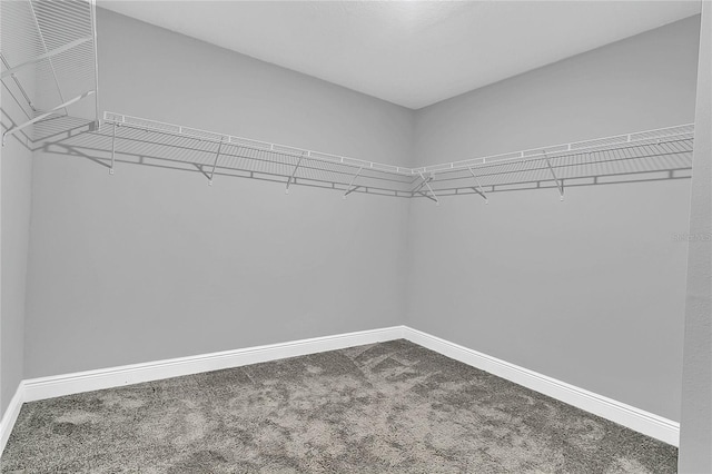 spacious closet featuring carpet