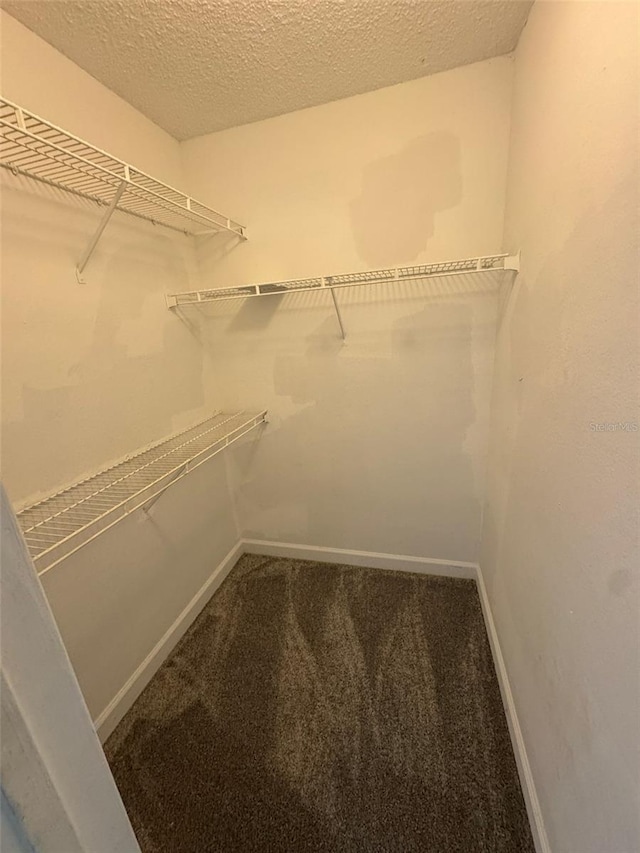 walk in closet featuring carpet floors