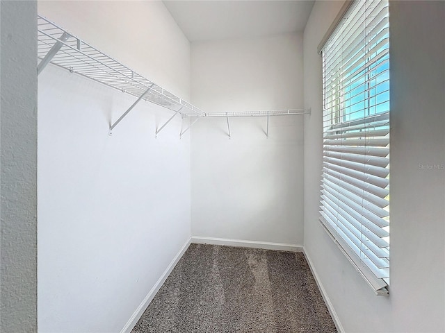 walk in closet with dark colored carpet