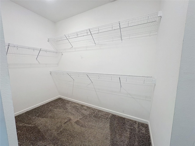 spacious closet featuring carpet