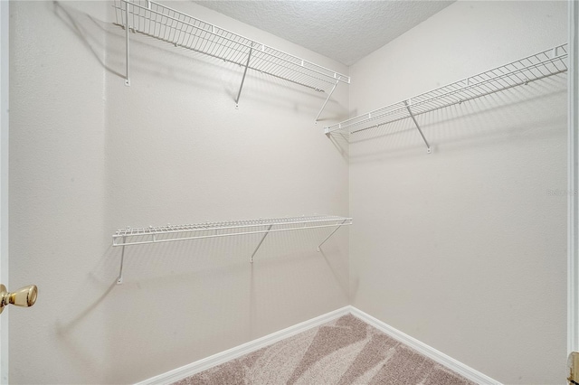 walk in closet featuring carpet flooring