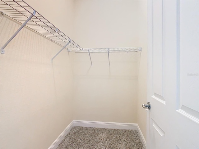 spacious closet featuring carpet flooring