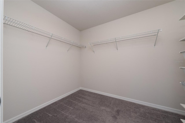 walk in closet featuring carpet floors