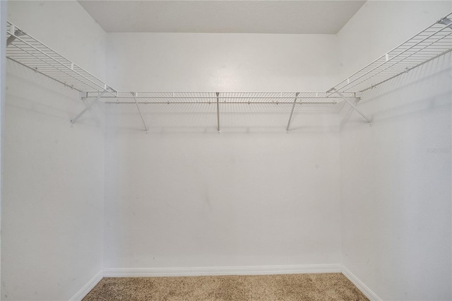 walk in closet with carpet floors