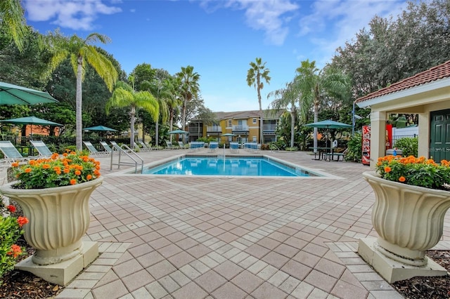 view of pool featuring a patio