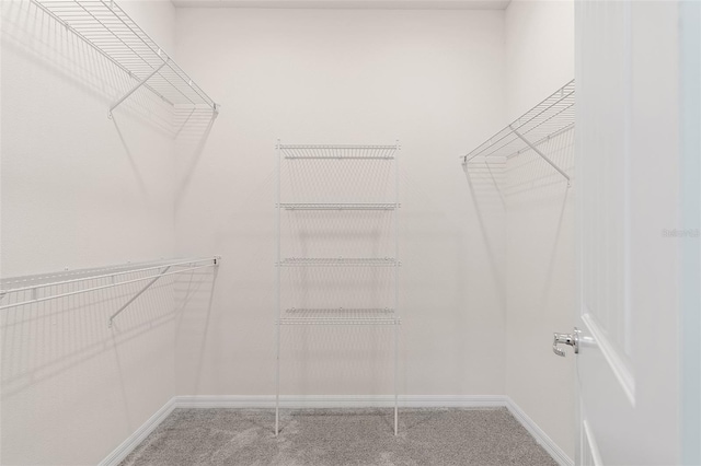 spacious closet featuring carpet floors