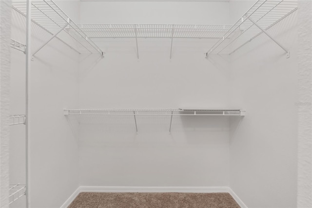 spacious closet featuring carpet