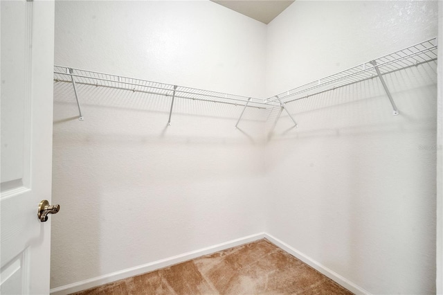 walk in closet featuring carpet flooring