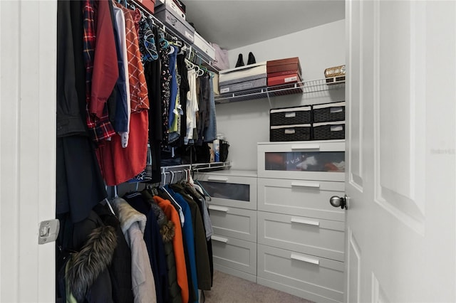 walk in closet with carpet floors