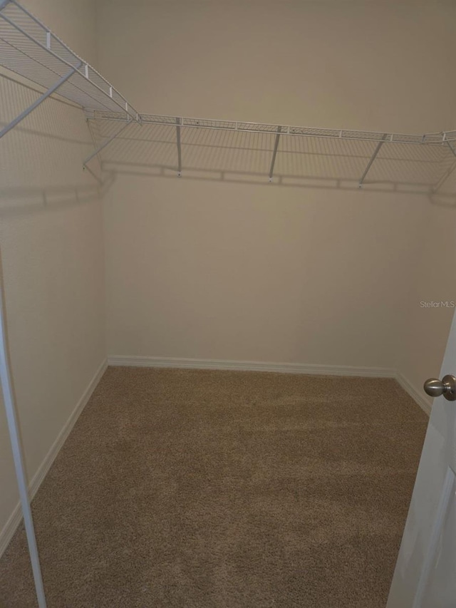 walk in closet with carpet flooring