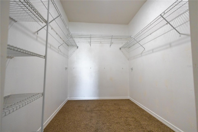 spacious closet featuring carpet flooring