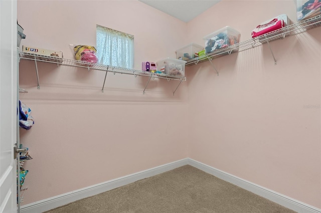 spacious closet featuring carpet