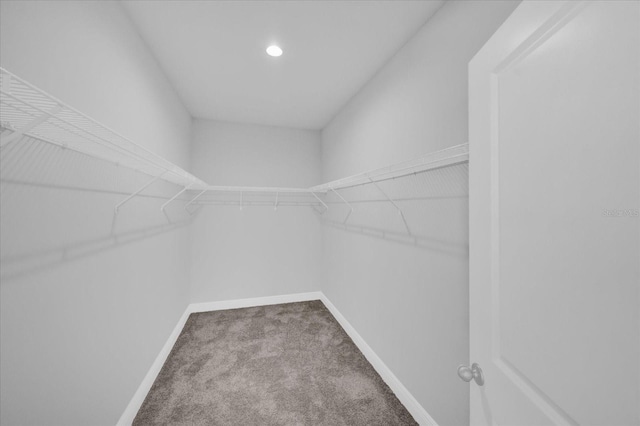 walk in closet with carpet floors