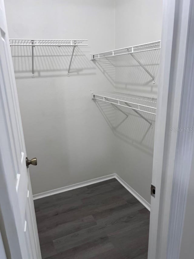 spacious closet featuring dark hardwood / wood-style floors