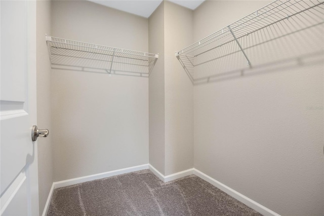 spacious closet with carpet floors