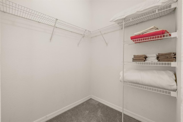 113 Tiger Lily Ct, Davenport, FL 33837 - walk in closet with carpet flooring