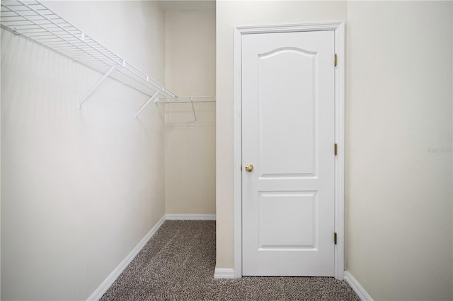 walk in closet featuring carpet