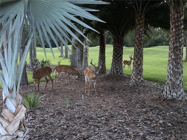 1686 Shadowmoss Cir, Lake Mary, FL 32746 - view of green lawn