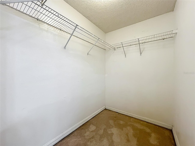 spacious closet featuring carpet