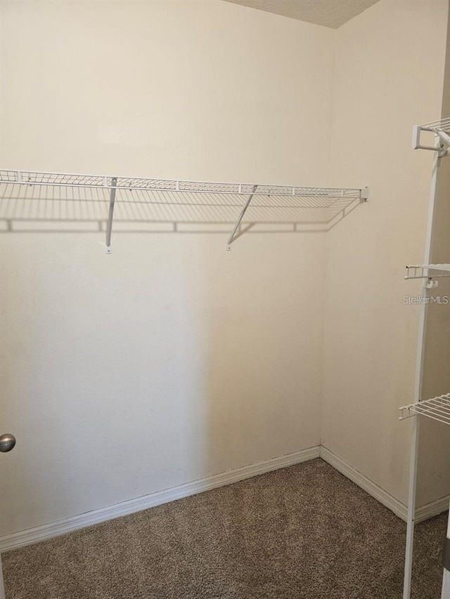 walk in closet featuring carpet floors