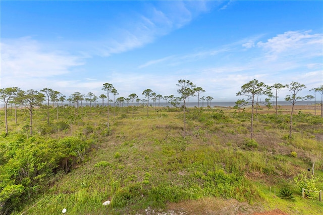 view of local wilderness