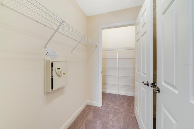 1501 Northern Harrier Way Unit 202, Reunion, FL 34747 - walk in closet with carpet flooring