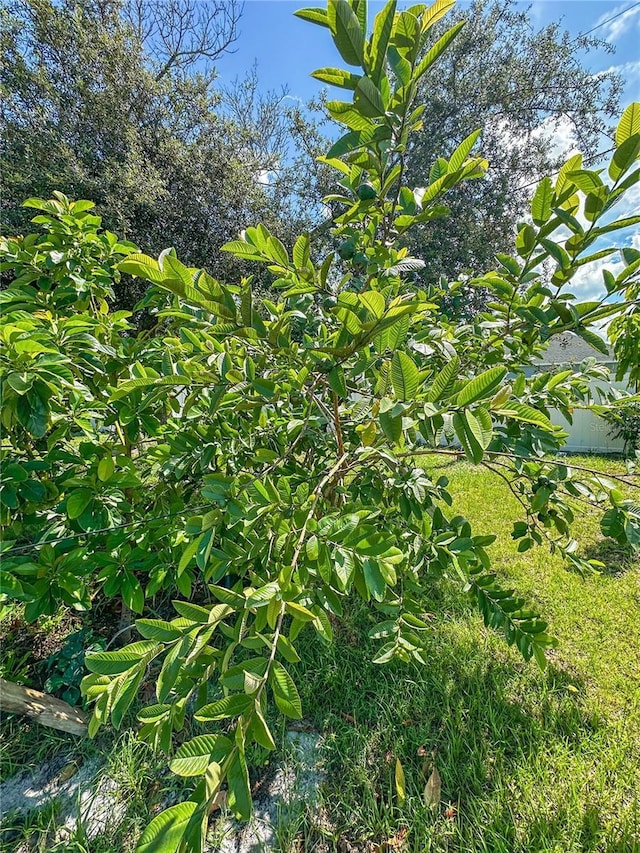 2333 Ainsworth Ave, Deltona, FL 32738 - view of local wilderness