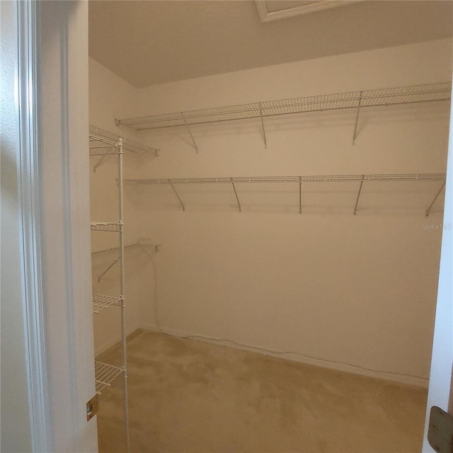 walk in closet featuring carpet